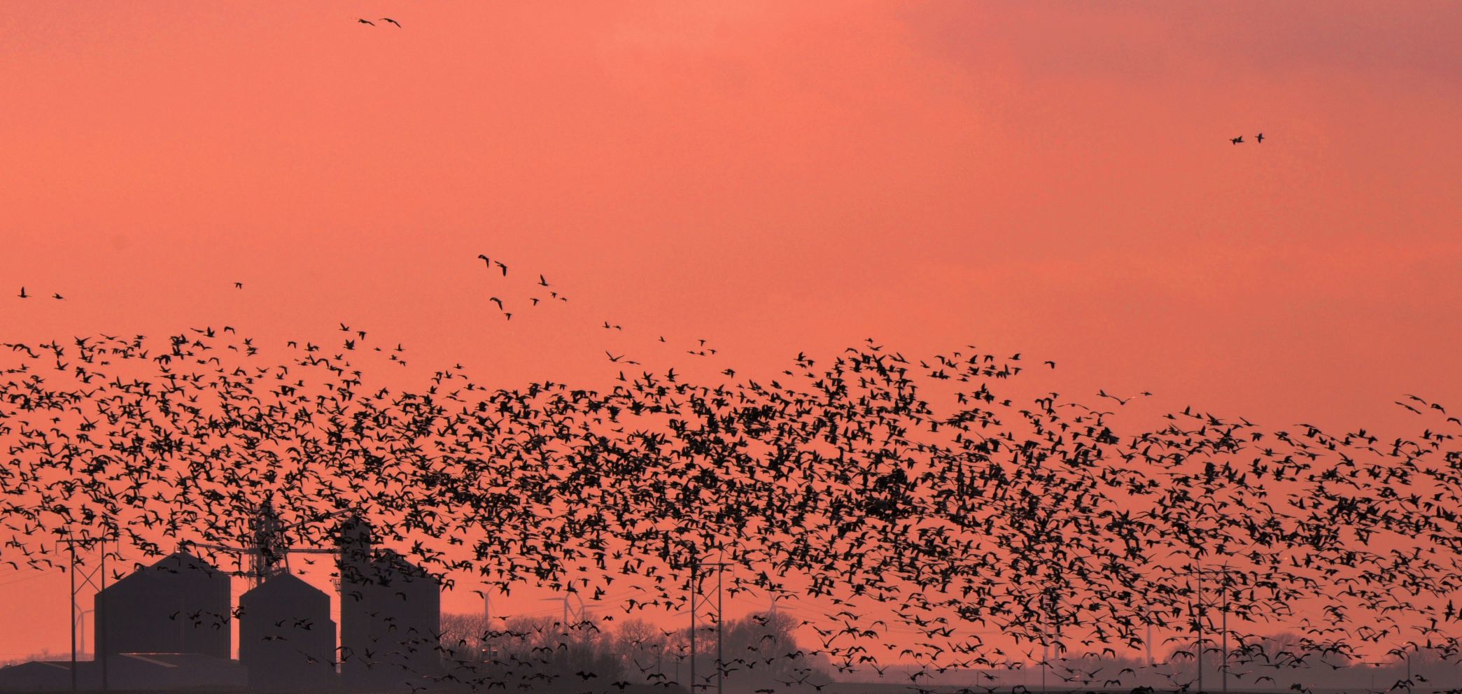 Sunrise snow geese